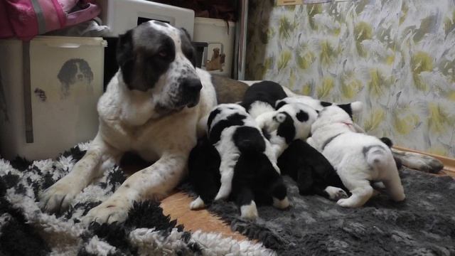 Щенки алабая 18 дней. Когти стричь??? смотреть онлайн