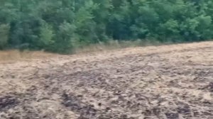 Тайга и Буран, нагонка русских гончих, работа по зайцу
