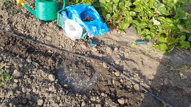 Как высадить рассаду клубники ОКС (с открытой корневой системой) смотреть онлайн