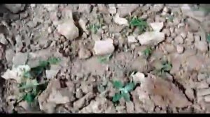 Культиватор плоскорез. Для быстрой полки картошки.