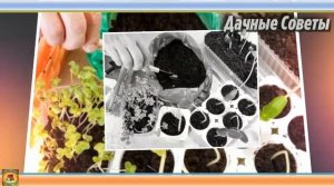 АКТИВИРОВАННЫЙ УГОЛЬ Оригинальный способ применения и НЕЗАМЕНИМЫЙ помощник для КОМНАТНЫХ РАСТЕНИ