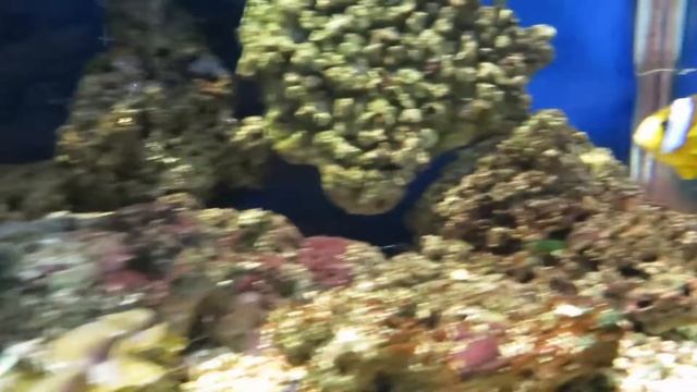 Рыба носорог,Актиния краснотелая и Амфиприон ретикулятус Рыба клоун смотреть онлайн