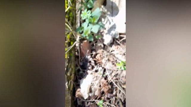 Насобирали Сморчки, уши и другие грибы. Как выглядит Шапочка сморчковая смотреть онлайн