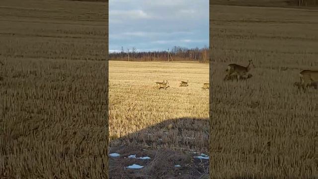 ? animals roe deer ? животные косули ? #animals #roe #roedeer #deer #животные #косули