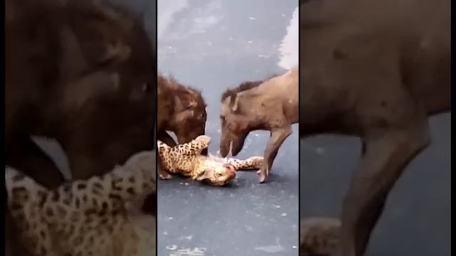 Wild Boar Attack Leopard | Urban Wildlife | Kodaikanal road