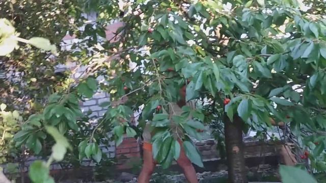 Как людей давит жаба смотреть онлайн