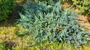 Красивый сад моей родственницы.