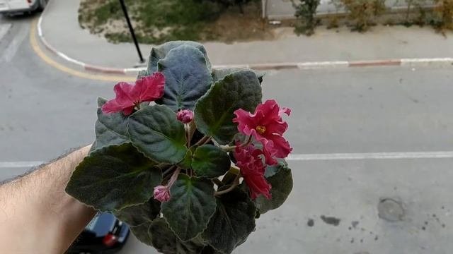 Фиалка ЛЕ- Бетельгейзе, Коллекция Az-EL ???✌?