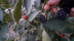 Ежевика Свит Пай или Сладкий Пирожок
