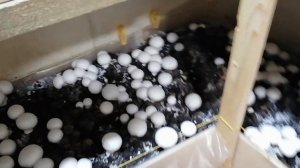 Выращивание Шампиньонов 2 09