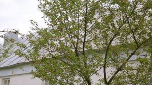 Біла хата в саду