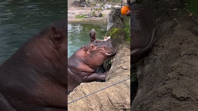 Hungry Hippos Enjoy Pumpkin Treats || ViralHog