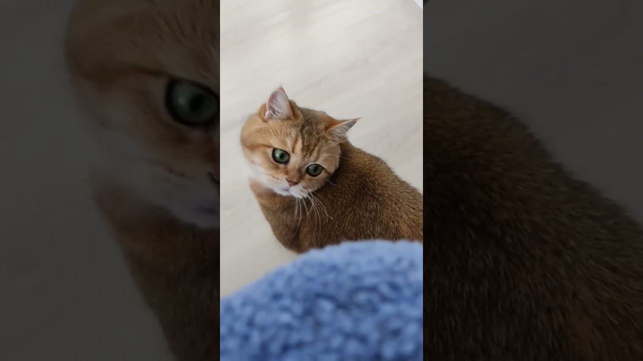 #безкотаижизньнета #cat #смешныекоты #cute #funny #золотаяшиншилла #animal #cutecat