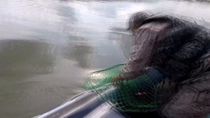 Лодка РИБ Штормлайн 430 AL с Глобалдрайв. Укрощение.Часть 1