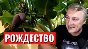 Рождественские бананы и манго у Сани во Флориде. С Рождеством ребята!