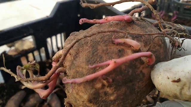 Батат - фильм второй. Посадка на рассаду. смотреть онлайн