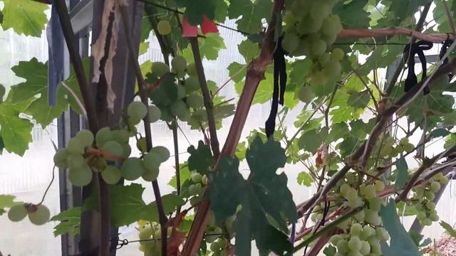 Калининградский виноград. И снова теплицы. смотреть онлайн