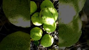 Адамово яблоко, сбор урожая с большим интересом