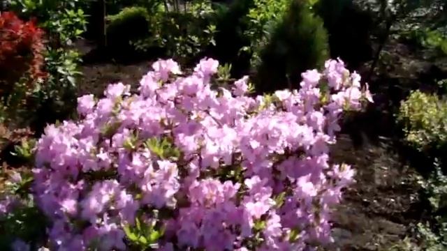 Наш Экспо-Сад. Цветение рододендрона пукханского! смотреть онлайн