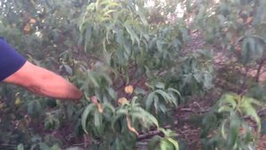 Персик из косточки/ ЗА или ПРОТИВ