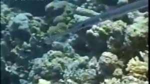 Подводный мир Красного моря в Египте, Хургада...Красота то какая...))