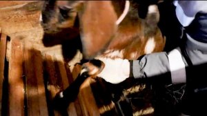 КУРЫ НЕСУТСЯ ЗИМОЙ БОЛЬШЕ ЧЕМ ЛЕТОМ ! СЕКРЕТ ЯЙЦЕНОСКОСТИ МОИХ КУР.