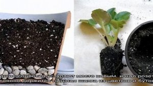 Фиалка Голубой туман — описание и характеристики сорта