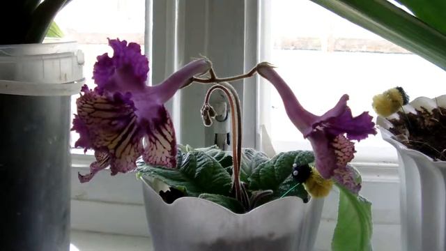 Фиалка "Сашенька" :3 смотреть онлайн