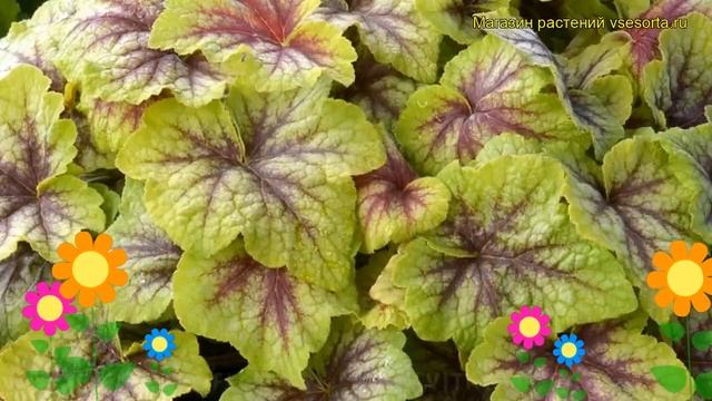 Гейхерелла Файер Фрост. Краткий обзор, описание характеристик heucherella Fire Frost смотреть онлайн