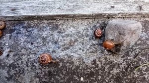 Гонки улиток