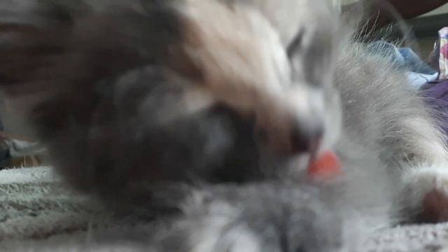 Котëнок Деми умывается и чихает смотреть онлайн