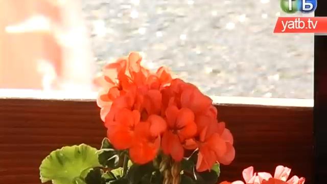 Белый Лебедь, с. Большие Копани