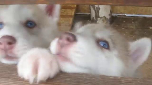 щенки хаски продажа смотреть онлайн