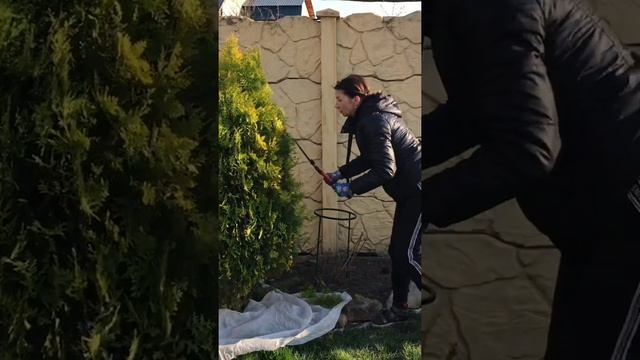 Обрезка туи весной. смотреть онлайн