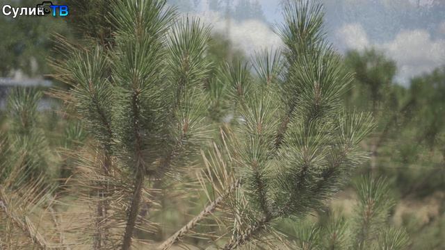 Туристическое место парк им. Андрея Сулина
