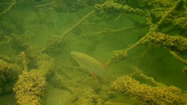 ПЛОТВА И ДРЕЙССЕНА. О чём молчат рыбы 52Rutilus rutilus смотреть онлайн