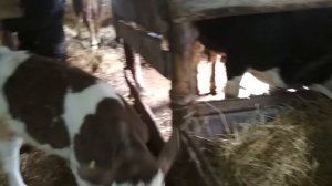 Купили телят, цена, качество.