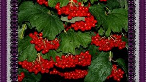 Одинокая калина