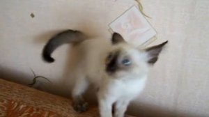 злой котенок