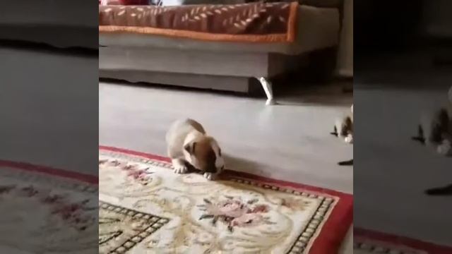 #щенки на продажу Ам.стафф смотреть онлайн