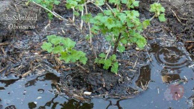 ХОТИТЕ МНОГО КРУПНЫХ,СЛАДКИХ ЯГОД КРЫЖОВНИКА.НЕОБХОДИМАЯ ПОДКОРМКА В АПРЕЛЕ,МАЕ.УРОЖАЙ ВАС УДИВИТ. смотреть онлайн
