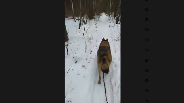 Волк Февраль. Школа Дом Волка. Wolf February. School House Of The Wolf. Стрим @antonivolk