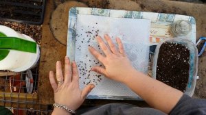 Starting Seeds, Two Methods, Crepe Myrtle