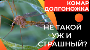 Комар-долгоножка: Люди боятся их, но они абсолютно безобидны