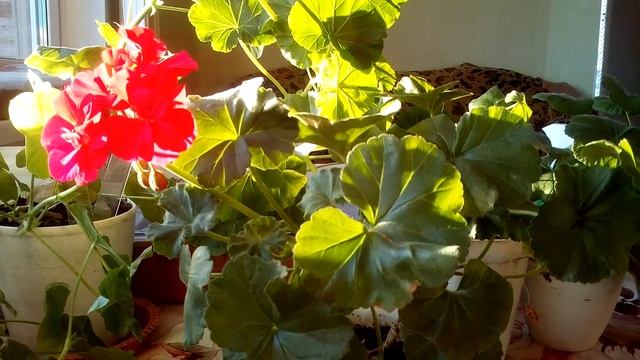 Пеларгония зональная (Герань ) основной уход , делимся секретами . смотреть онлайн