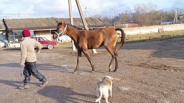 Продажа Арабская кобылка ГВЭН 2021 г.р. EL NAIR – ГЛЭДИС. ЦЕНА по тел +79883400208 Телеграм Вацап смотреть онлайн