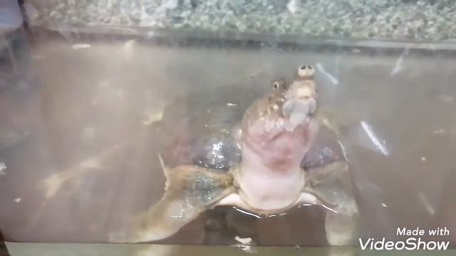 VLOG 3. Потолок, чтоб ему пусто было. Поход к пушистикам и не только. Любитель сока и халвы смотреть онлайн