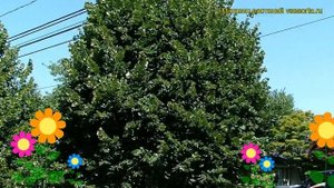 Липа сердцелистная Гринспайер. Краткий обзор, описание характеристик tilia cordata Greenspire