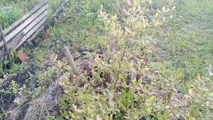 #голубика#подкислители#сера ГОЛУБИКА ПОДКИСЛЯЕМ СЕРОЙ ВЕСНОЙ. ИЛИ