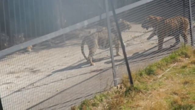 Елена Желябова: игры тигров! Tiger Games! смотреть онлайн